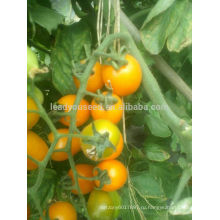 TY01 Huangzuan овальной формы гибрид F1 желтый помидоры Черри семена